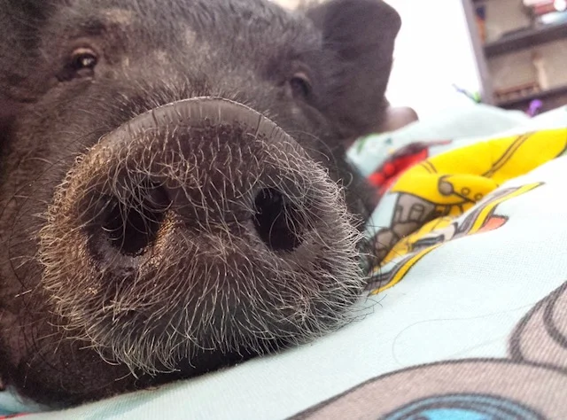 pig.jpg