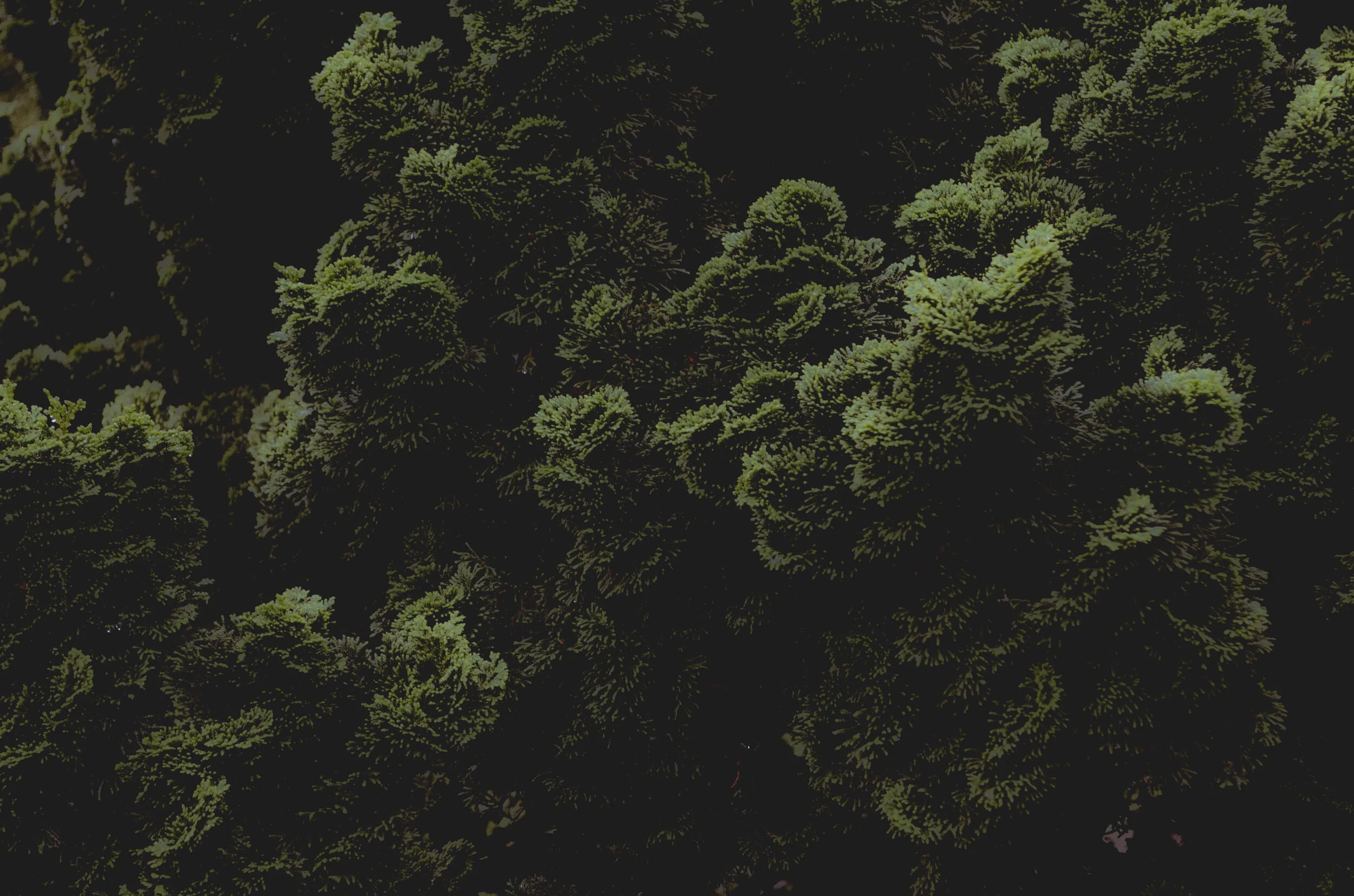 ecosopshy background2.jpg