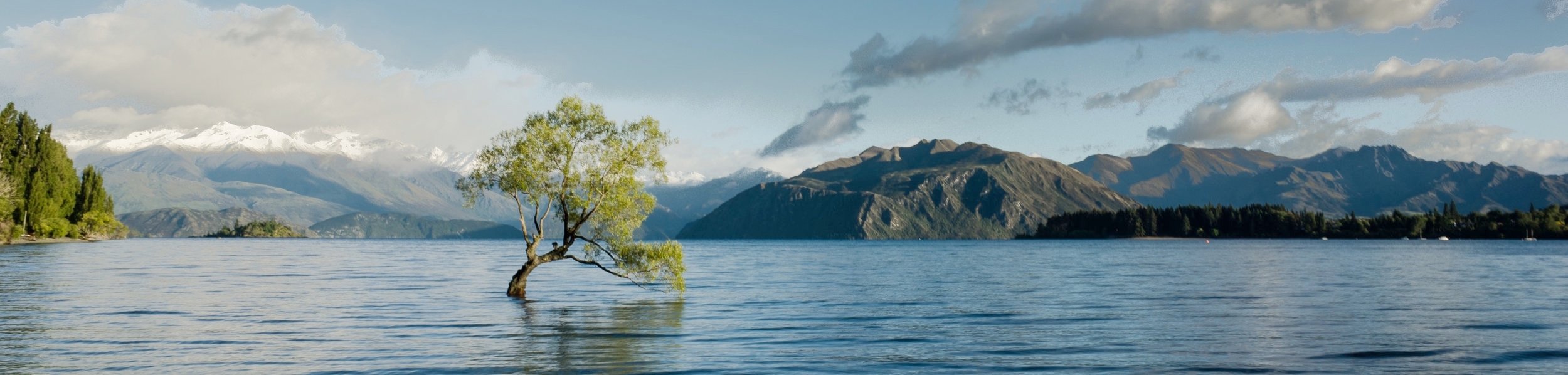 tipping-tree-in-water-cropped_401kb.jpg