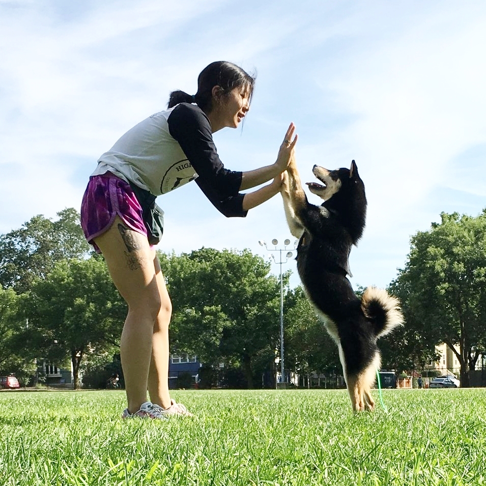 Service Dog Training