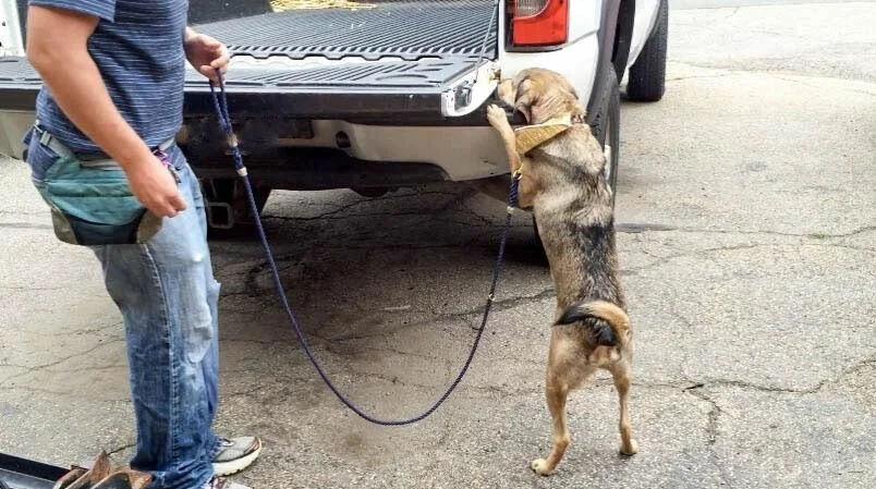 nosework classes near me