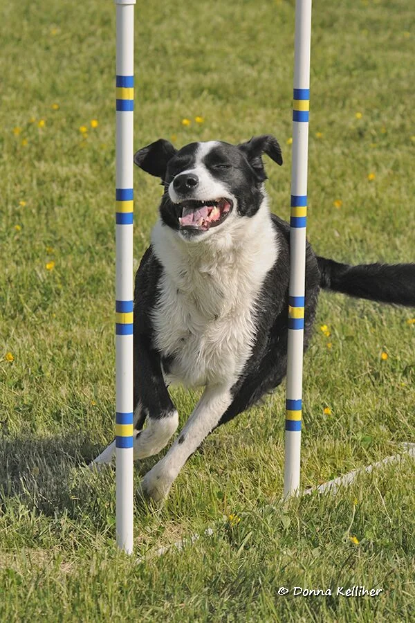 agility class near me