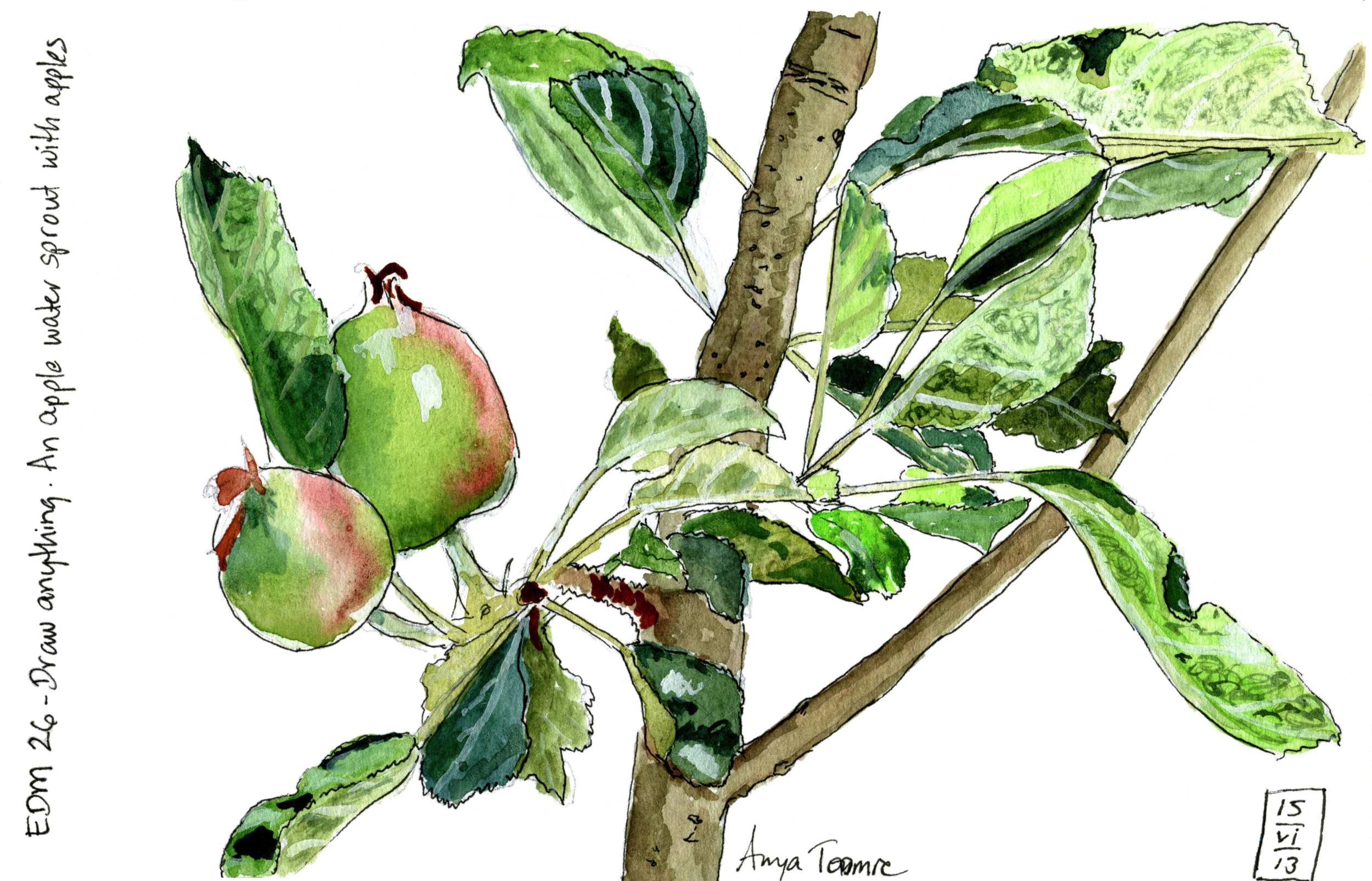 Young Apples