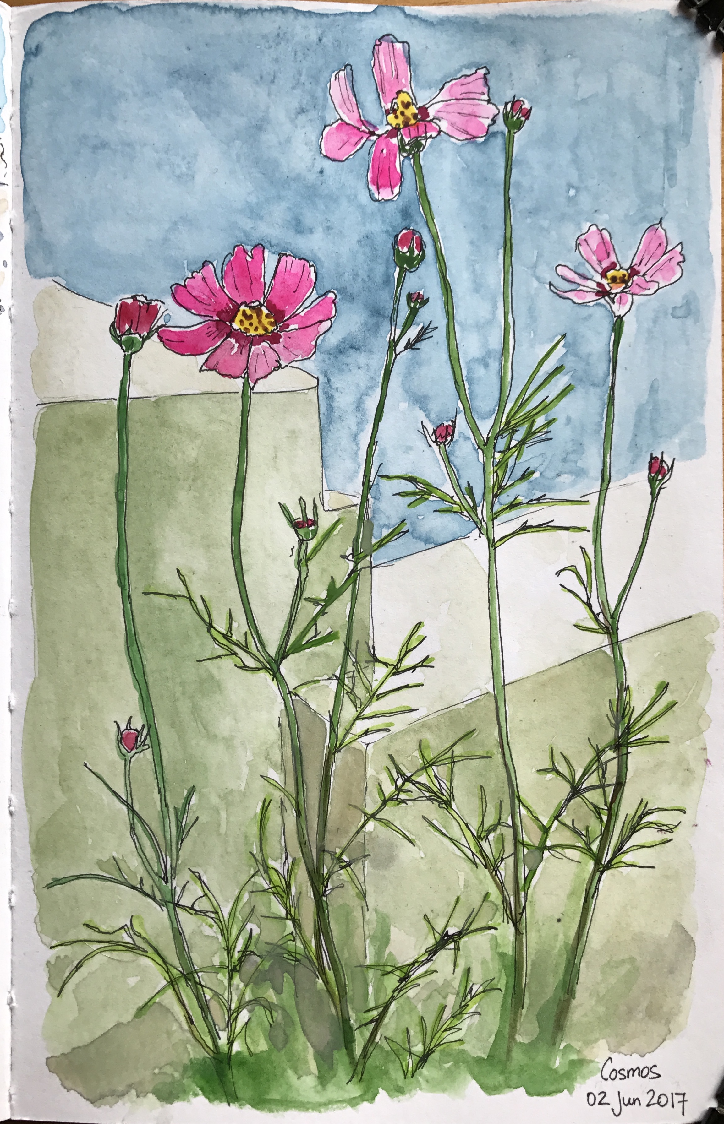Cosmos on a rooftop