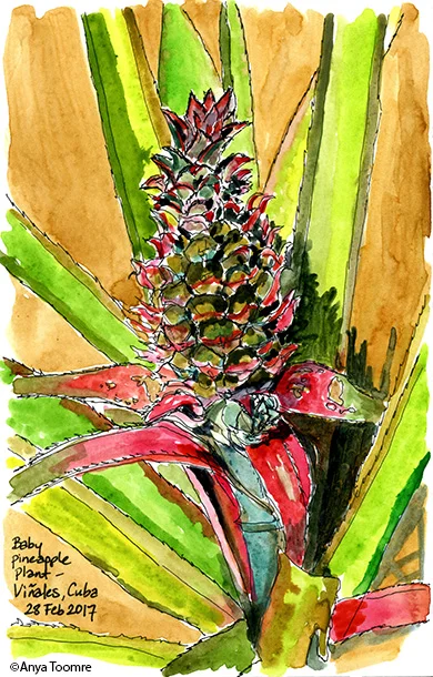 Baby pineapple