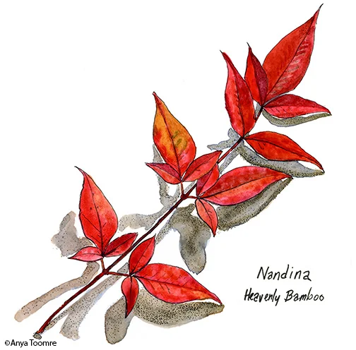 Nandina - Heavenly Bamboo
