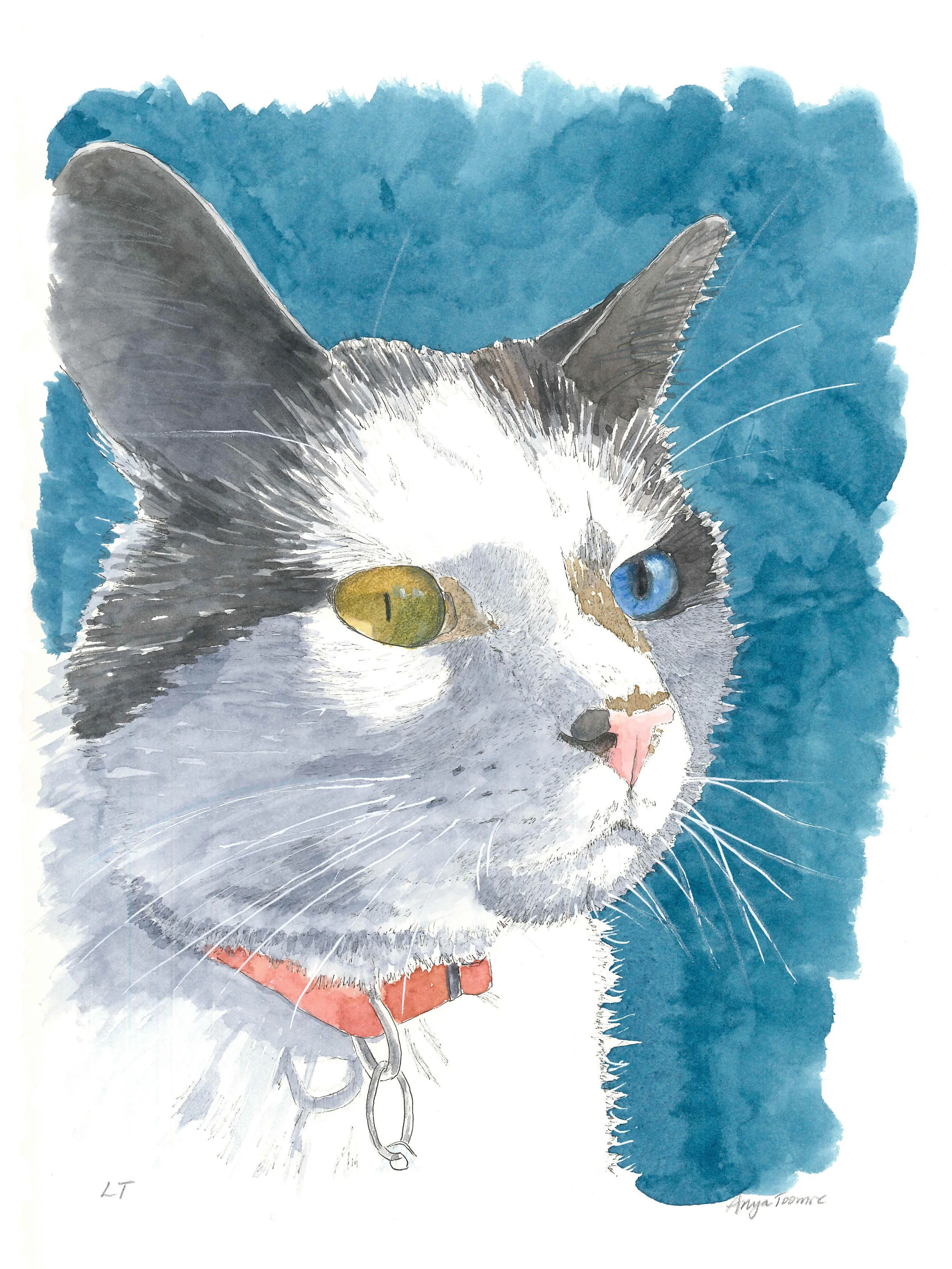 LT Kitty