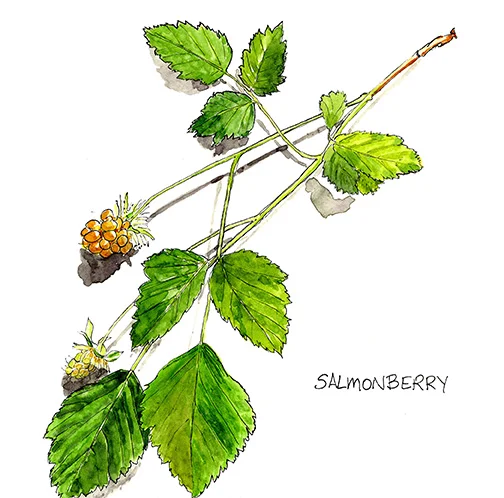 Salmonberry