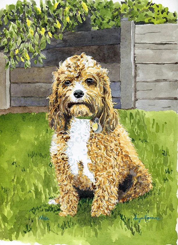 Nala the Labradoodle