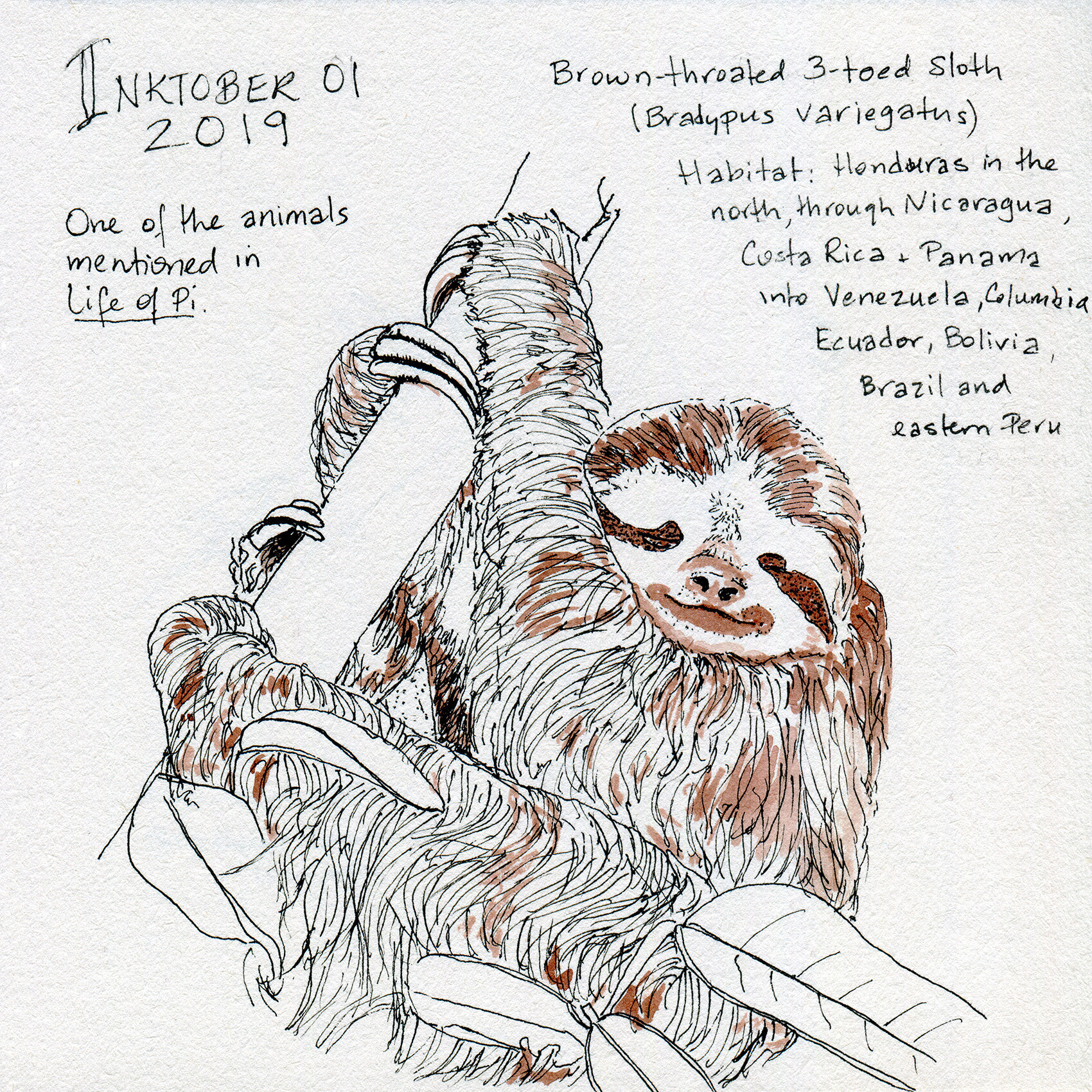 Inktober Day 1: a 3-Toed Sloth