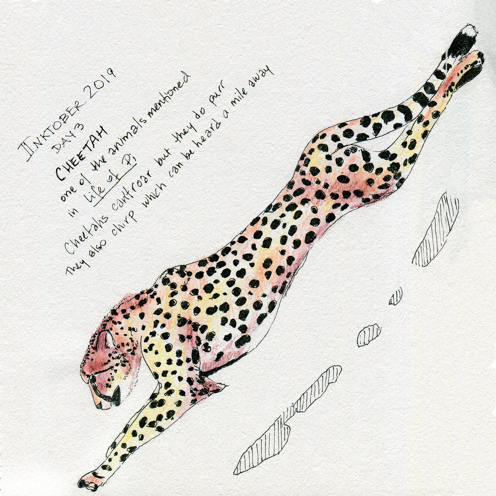 Inktober Day 3: a Cheetah