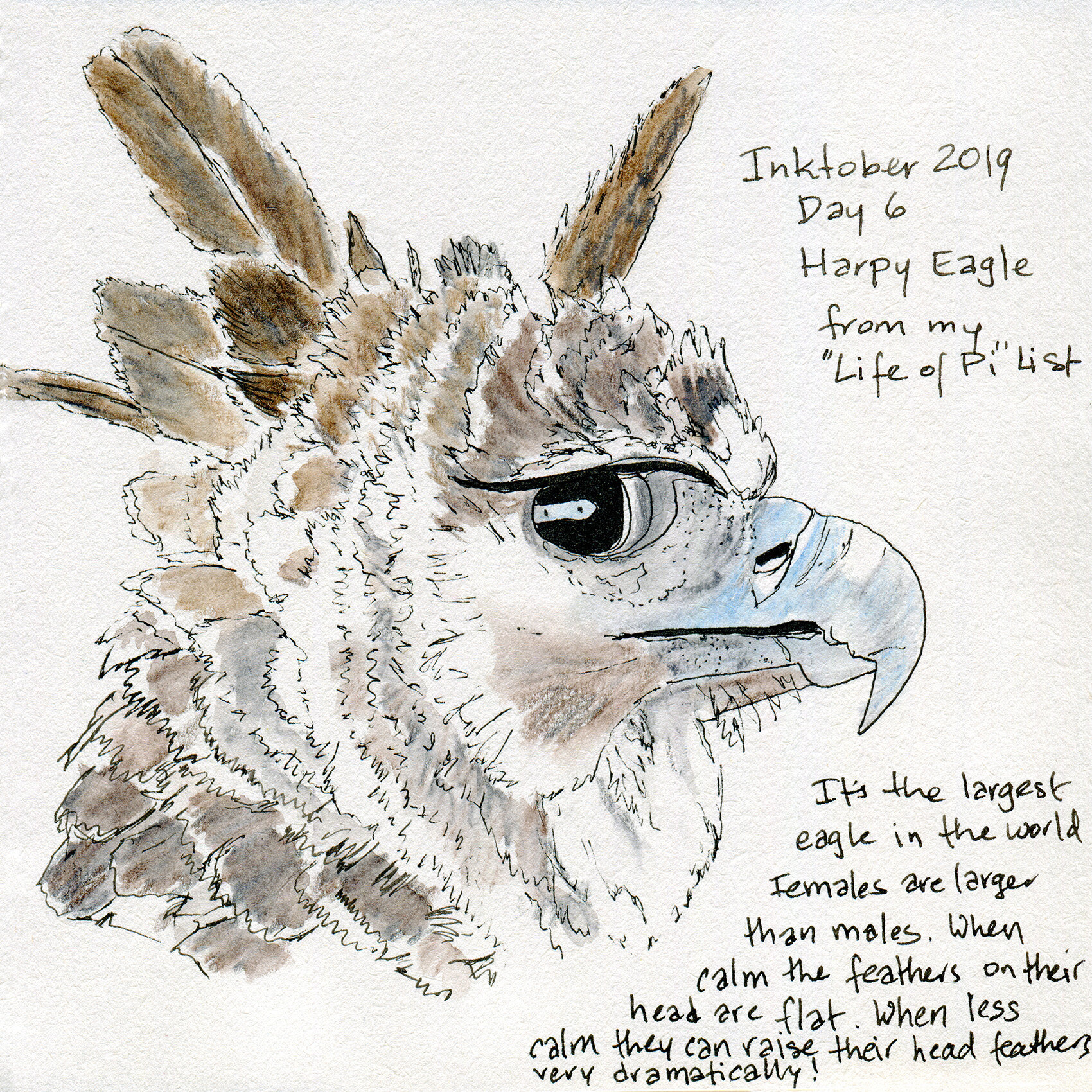 Inktober Day 6: a Harpy Eagle