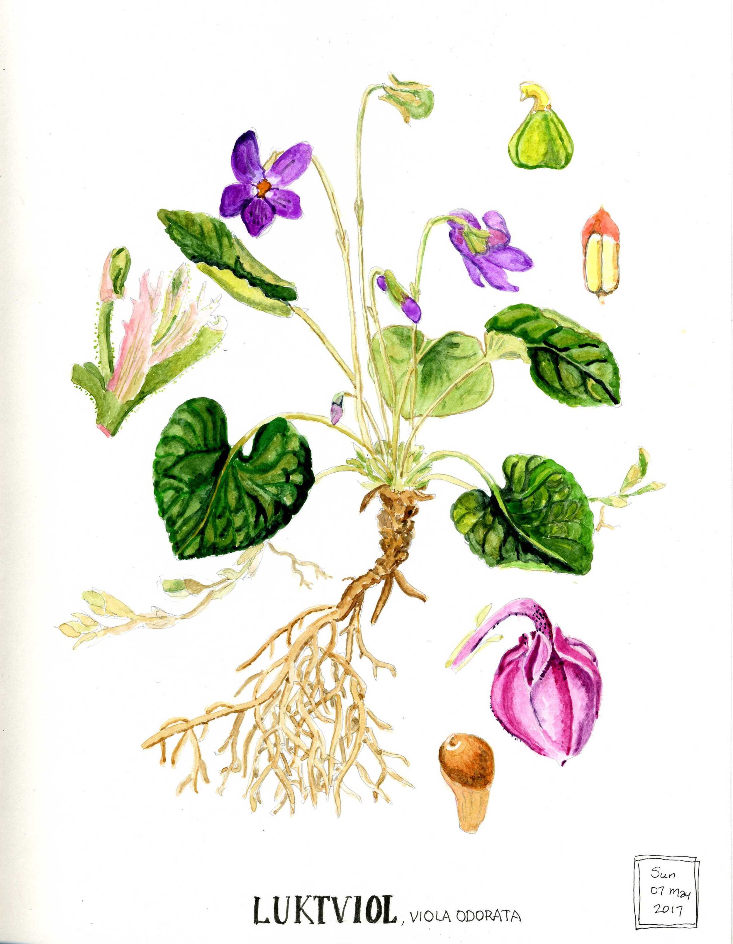 Watercolor version of a viola botanical