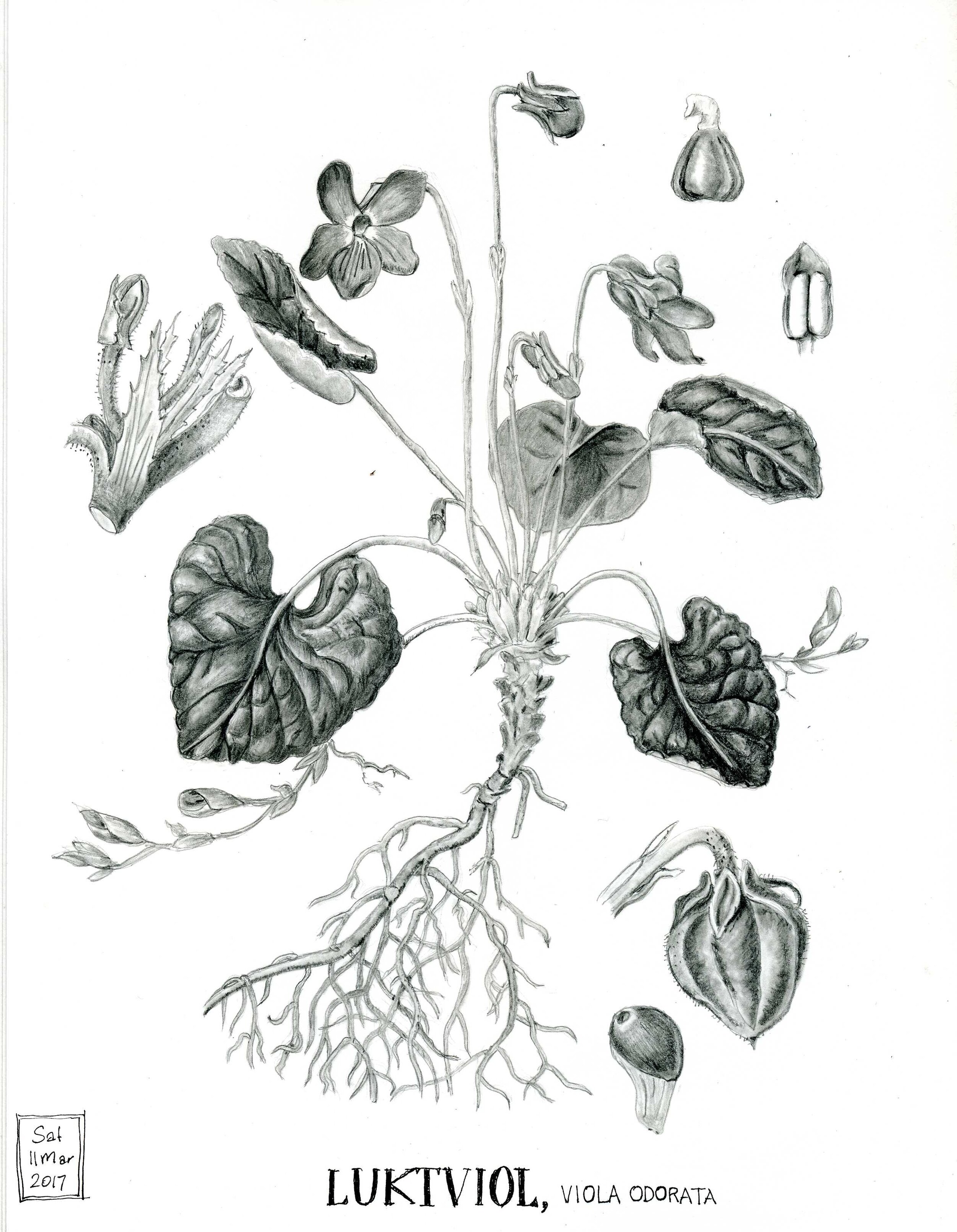All graphite version of a viola botanical