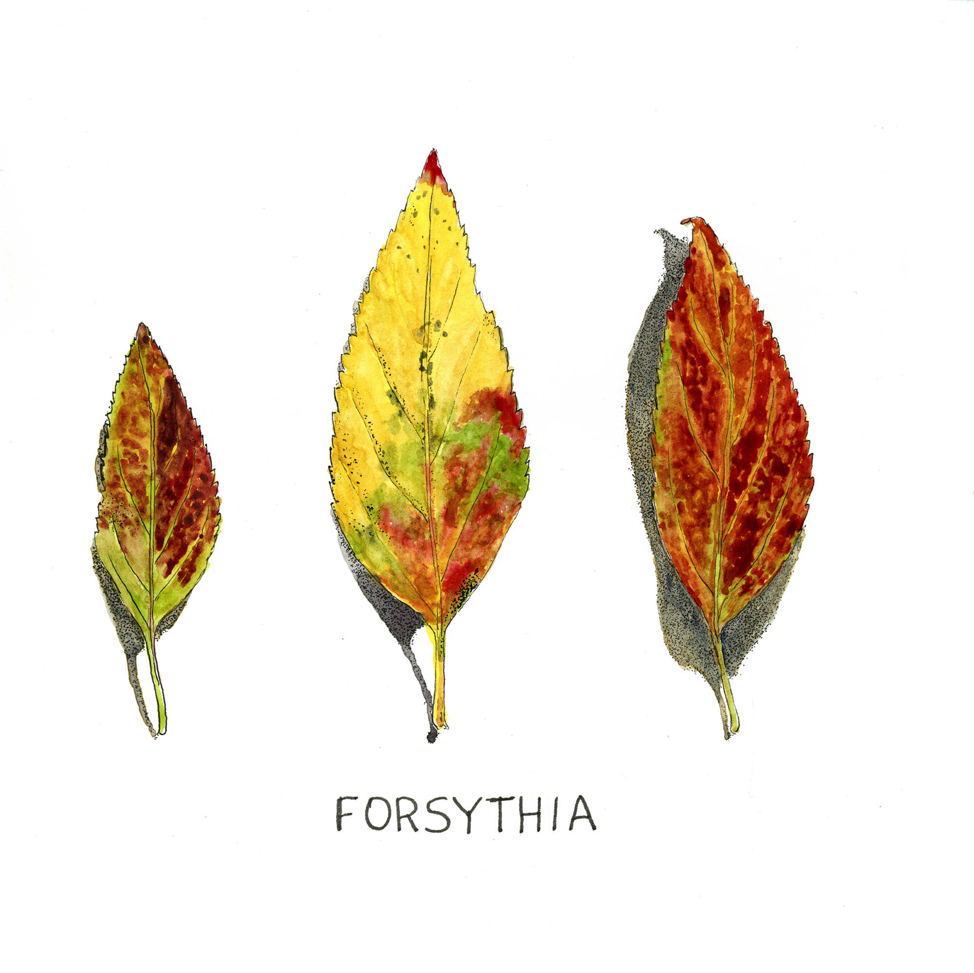 Forsythia Fall Leaves