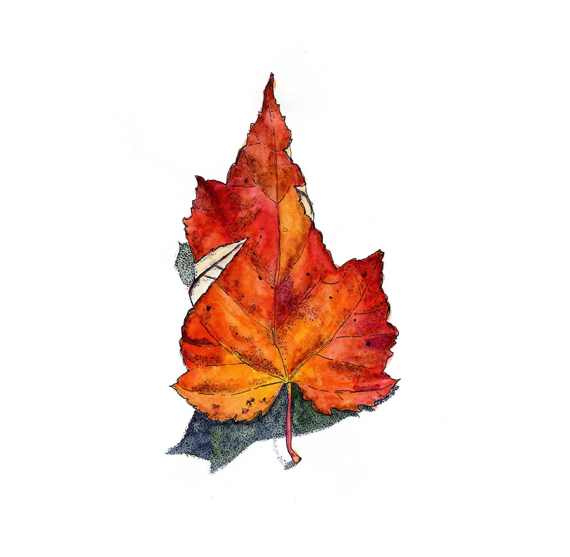 A Fall Leaf