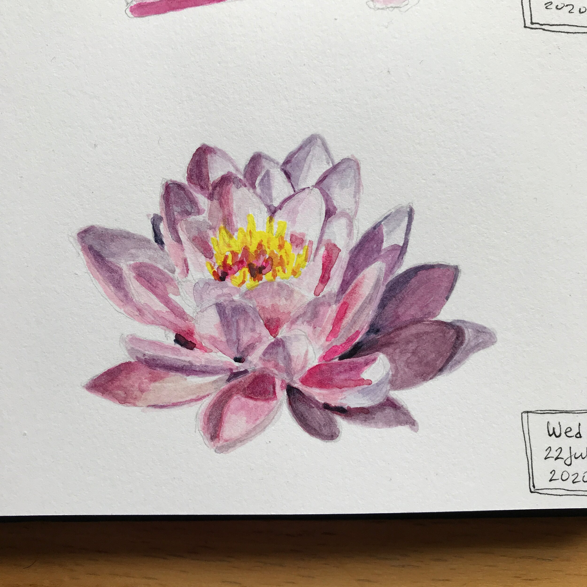 Anya Toomre 2020-07-22 watercolor Water Lily.jpeg