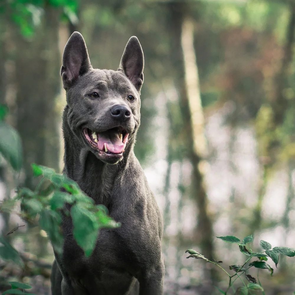 In Home & Online Dog and Puppy Training | Animal Attraction Unlimited