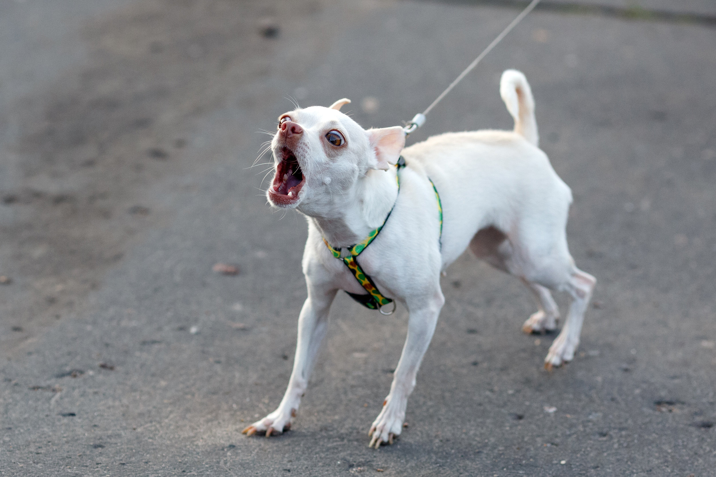 dog barrier frustration leash