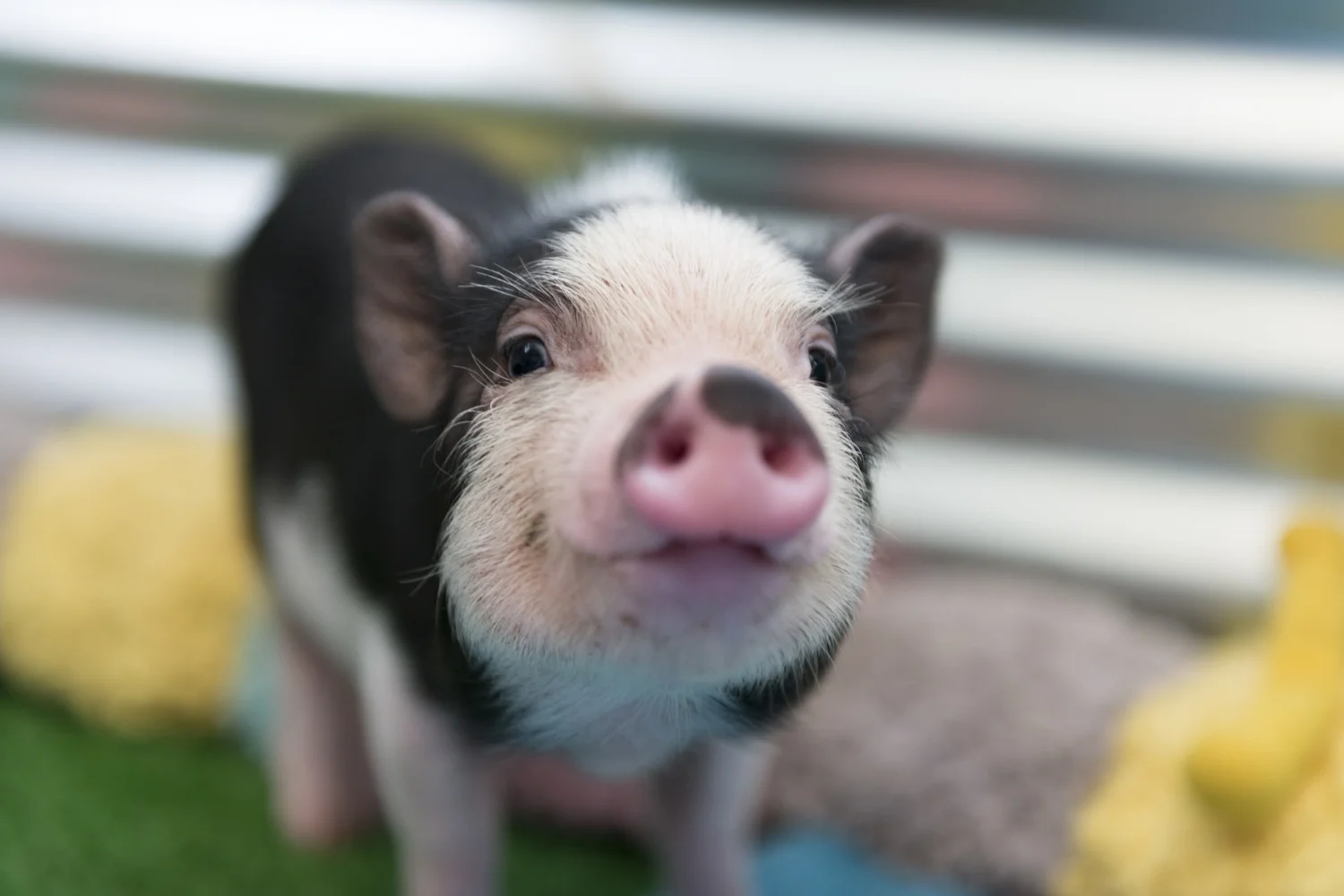 aggressive pot belly pig