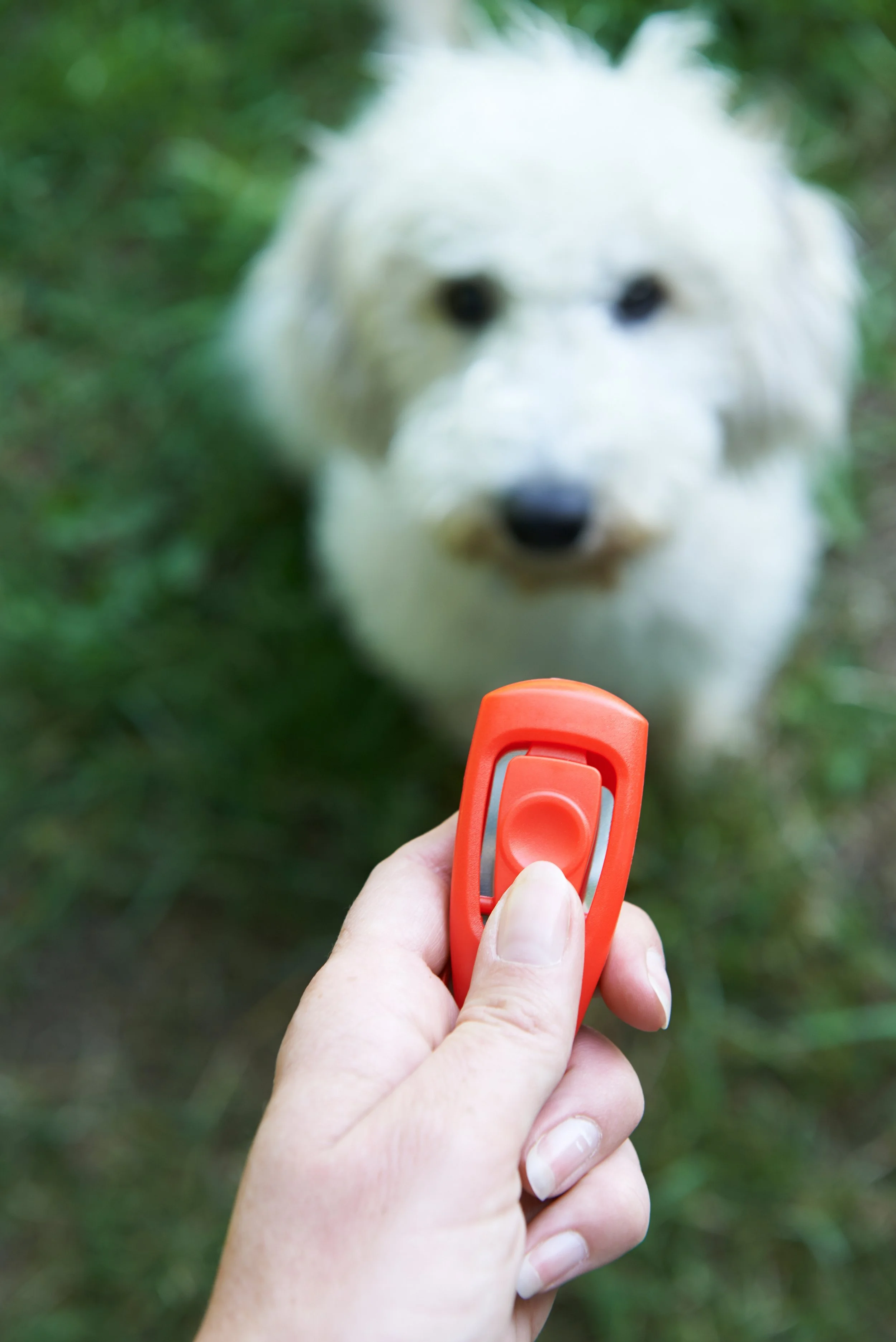 Training Your Dog with Clickers: Proven Methods and Common Mistakes