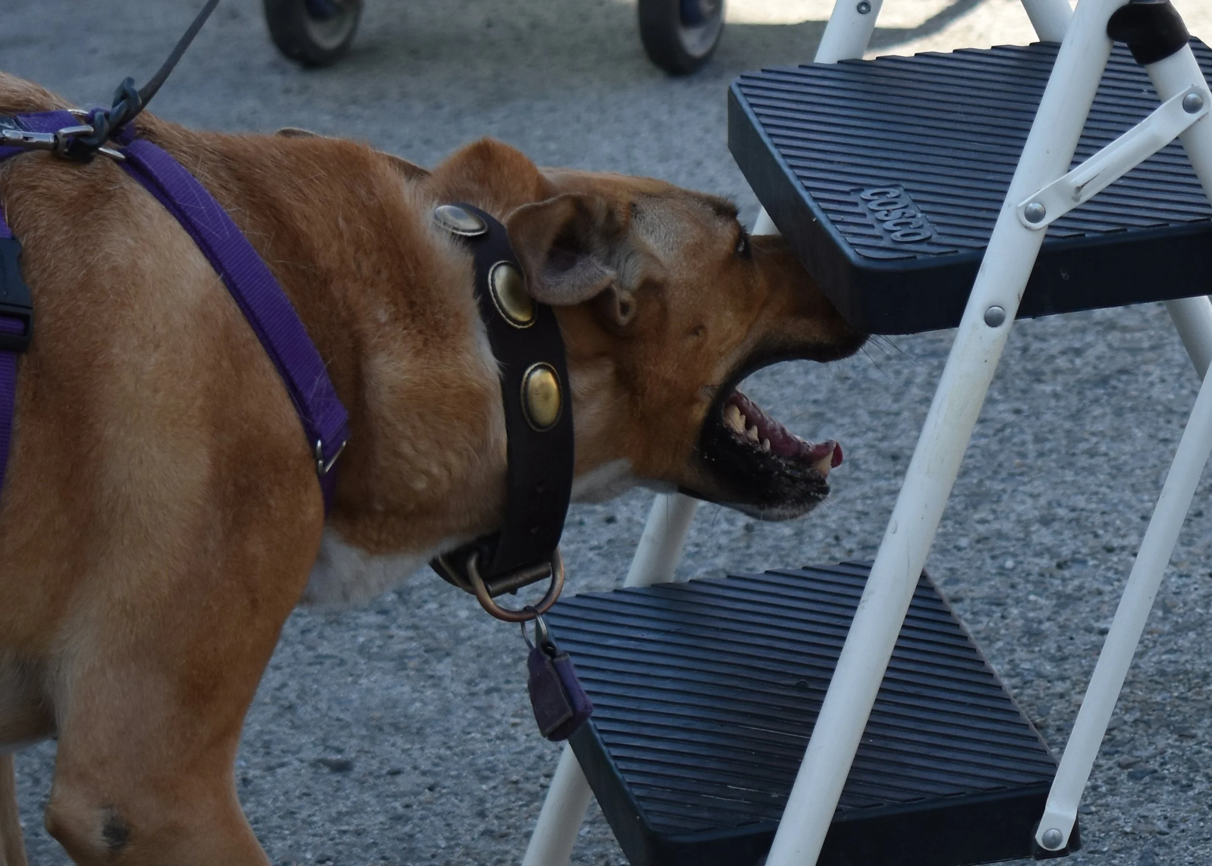Unleash Your Dog's Nose: Beginner's Guide to Scent Work