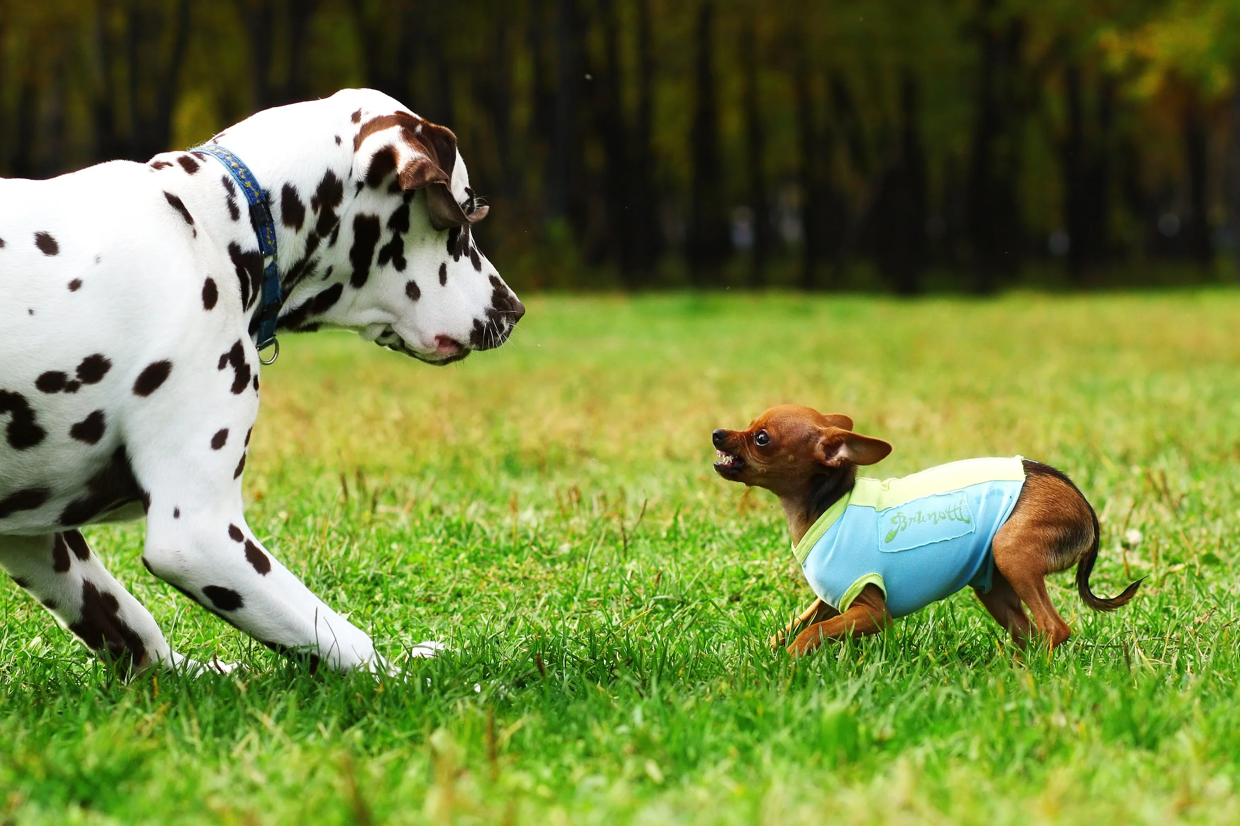 Why Do Little Dogs Instigate Fights with Big Dogs? The Surprising Reasons