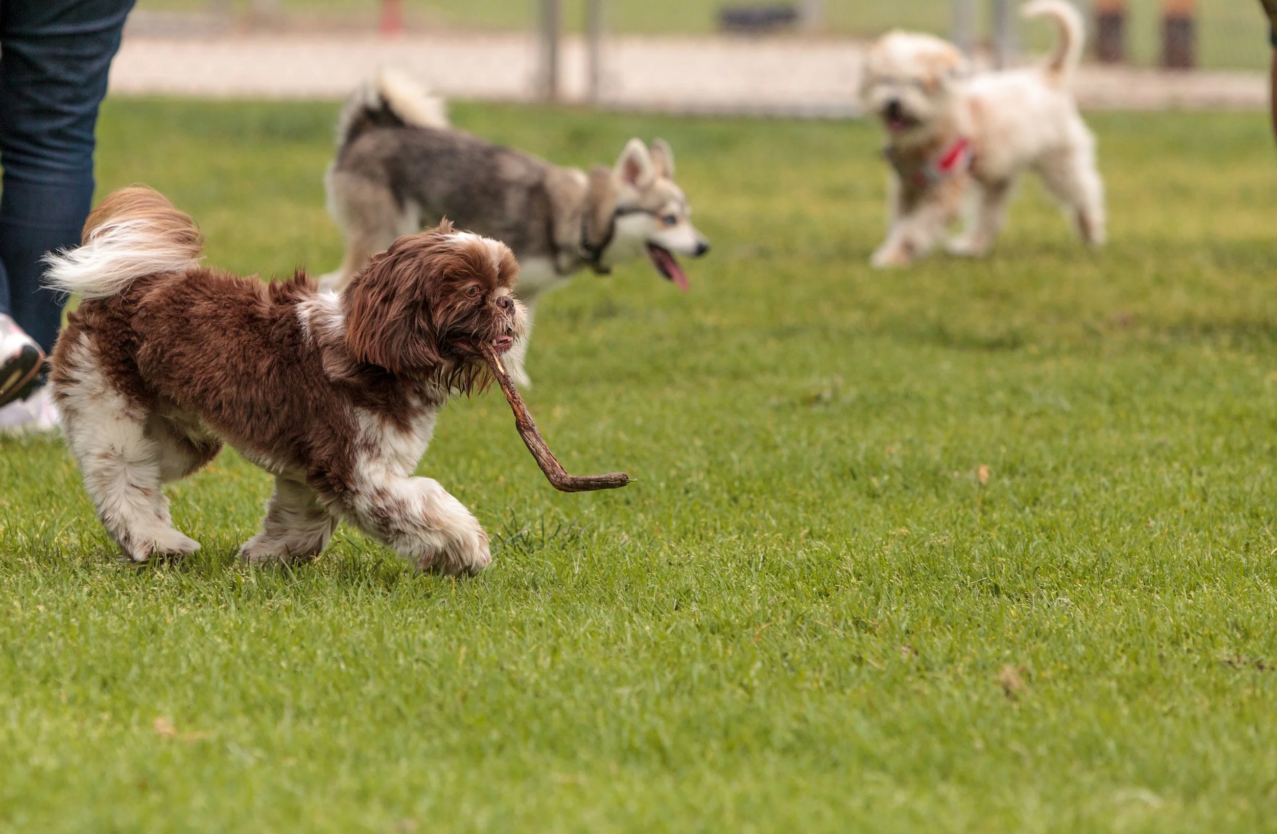 Are Dog Parks Safe? Expert Advice from Professional Dog Trainers