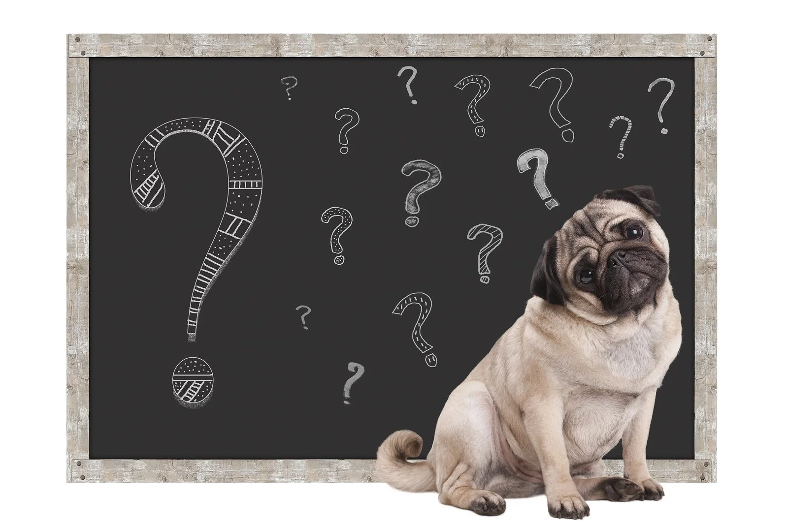 How Dogs Learn Words: A Guide to Verbal Cue Association