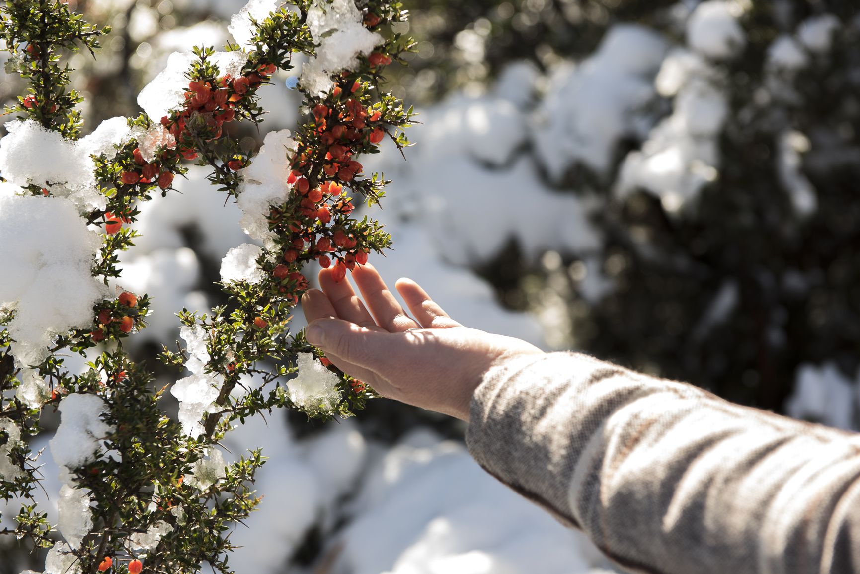 Artist Jessie Pangas, Cradle Mountain 2017. Photo By Amy Brown(1).jpg