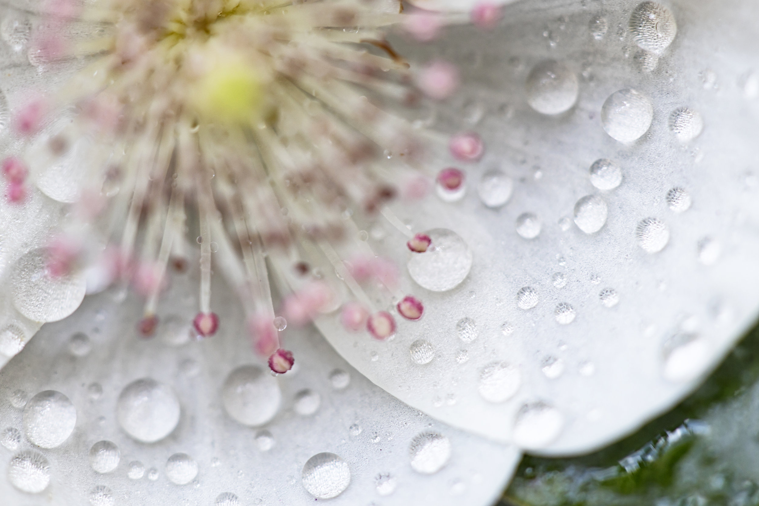 Leatherwood_Flower_Tarkine_TAS_A.Dyer.jpg