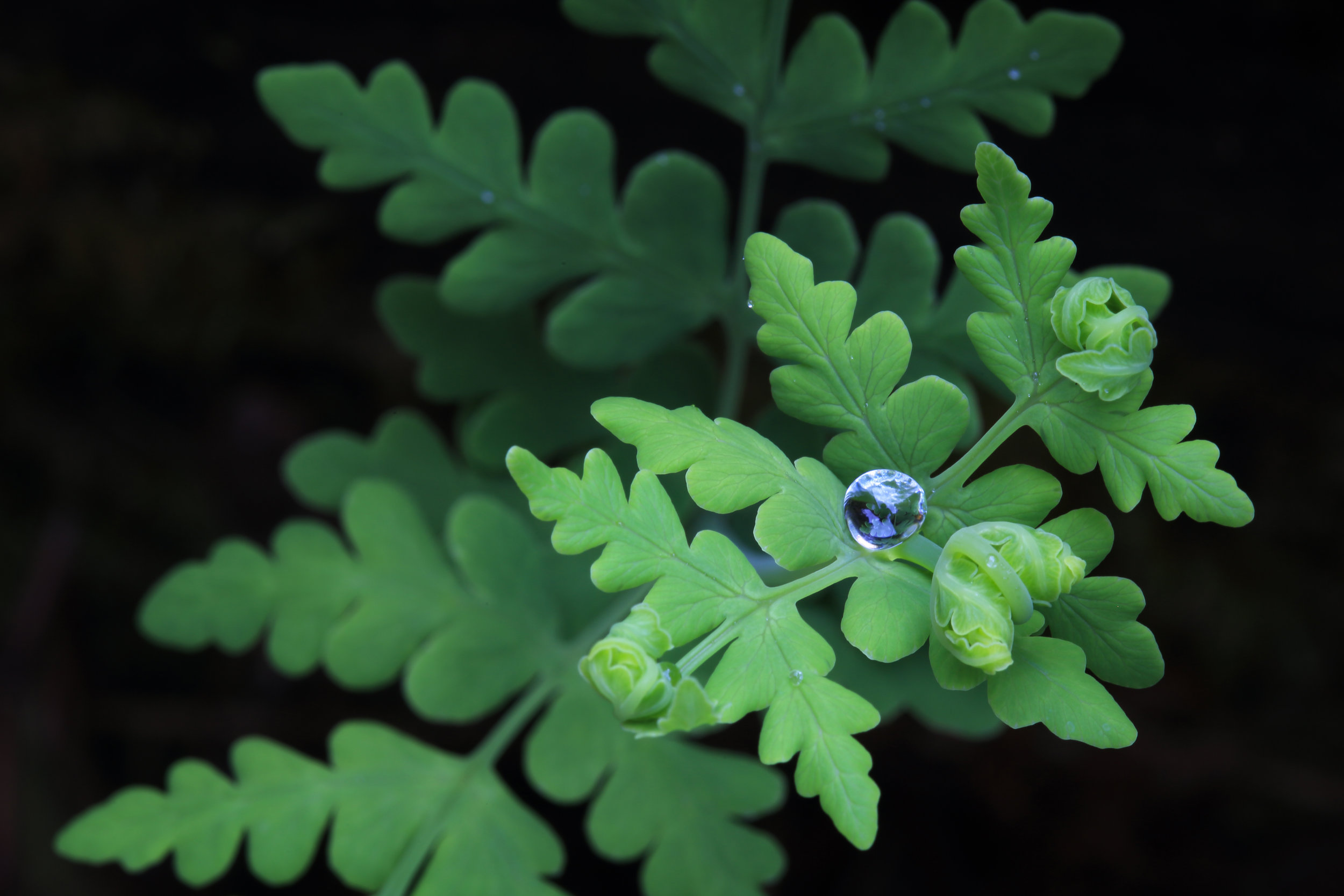 Batwing Fern_Cradle Mountain_Tasmania.jpg