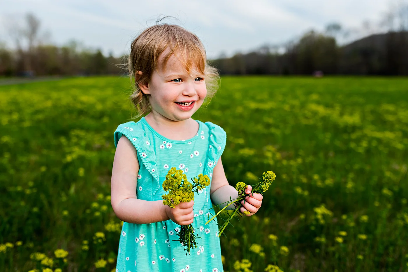 toddler girl picking yellow flowers in field at haddam meadows in haddam connecticut lifestyle maternity photography