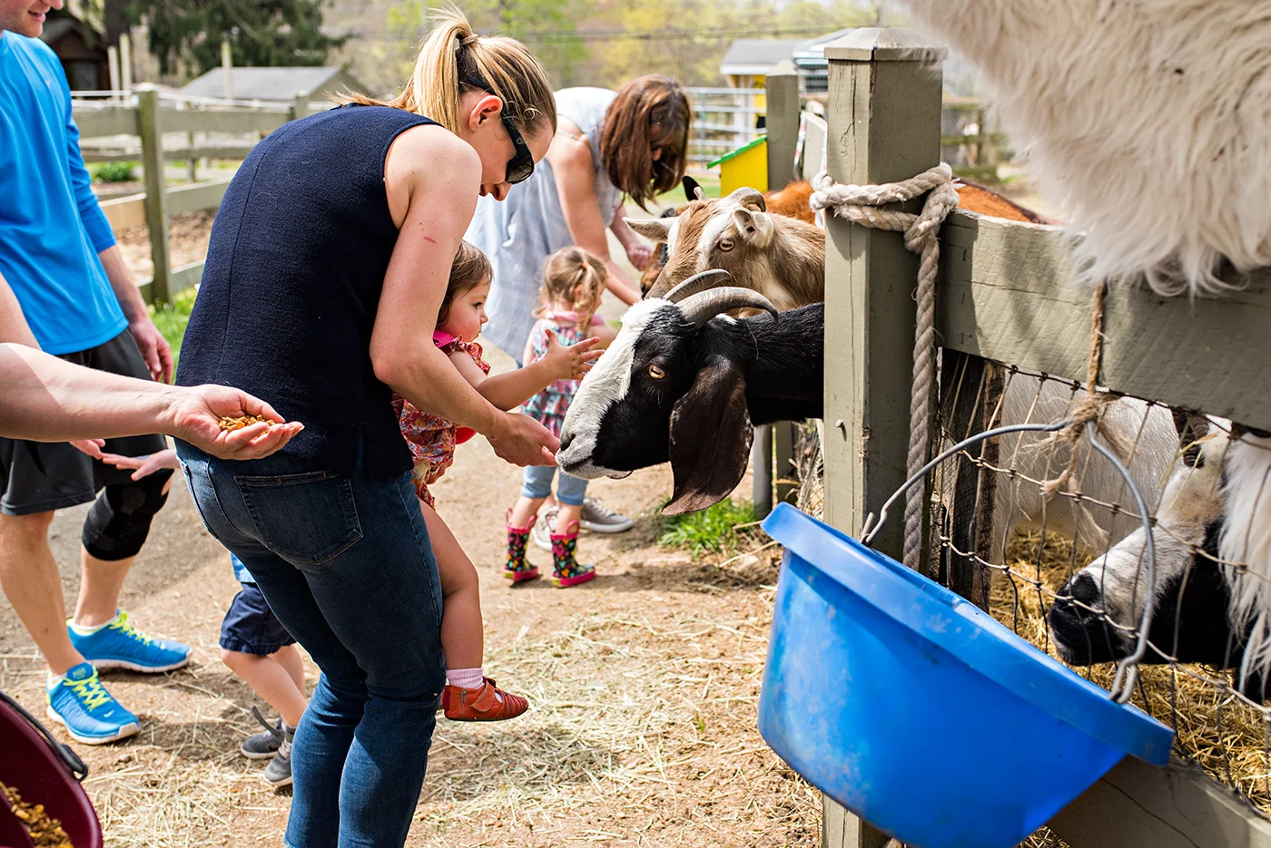 feeding goats ray of light farm family photography ct