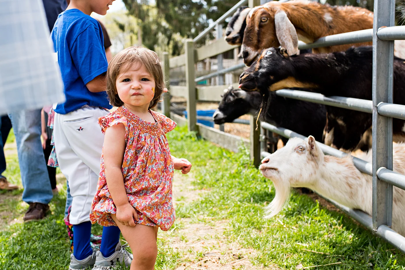 goats at ray of light farm birthday party connecticut family photography 