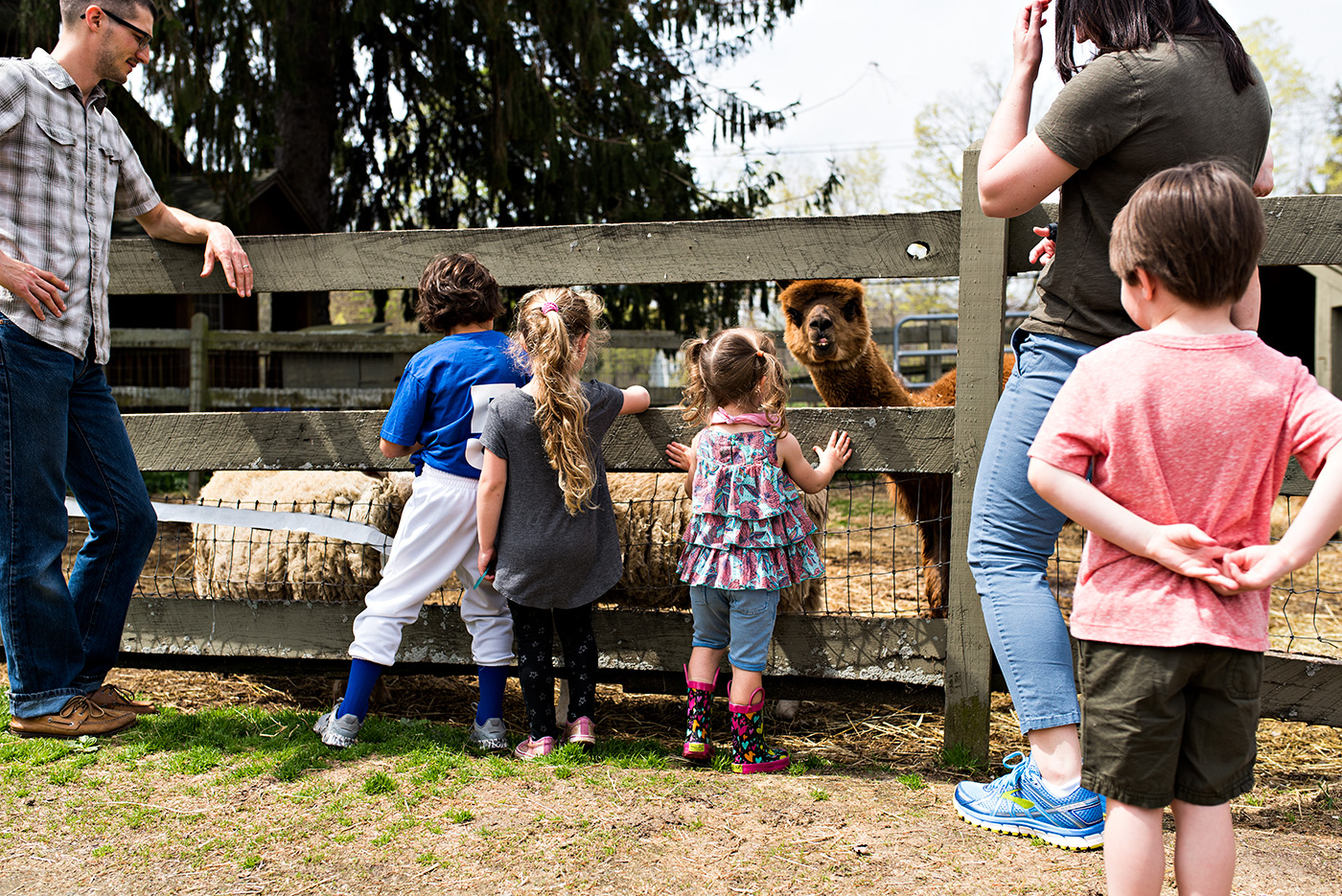 llama at ray of light farm family photography ct