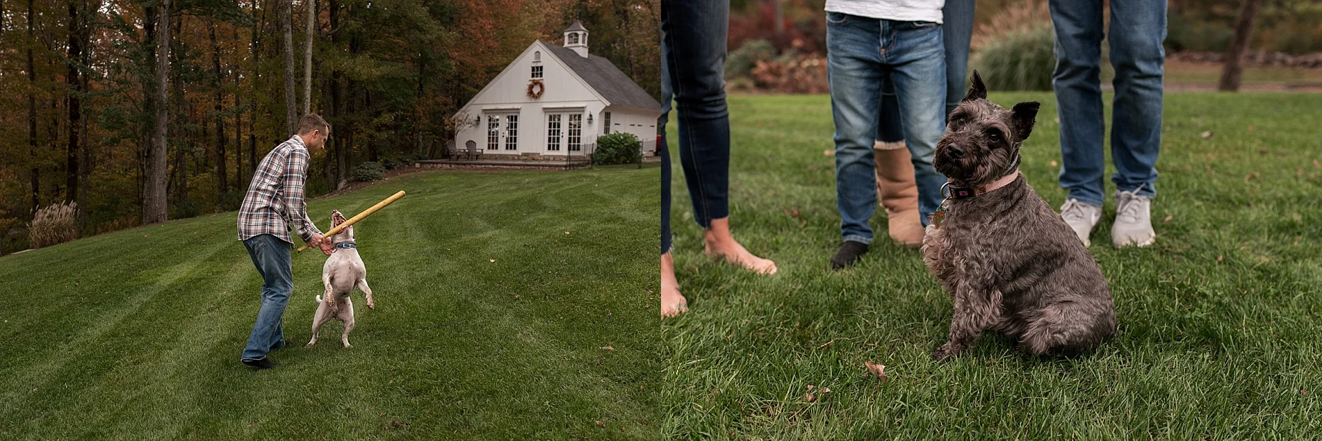 family dogs playing in yard during litchfield county photography session
