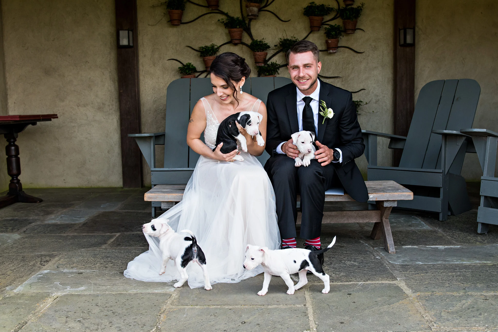 Becky and John with their foster puppies on their wedding day at Topsmead State Forsest in Litchfield, CT