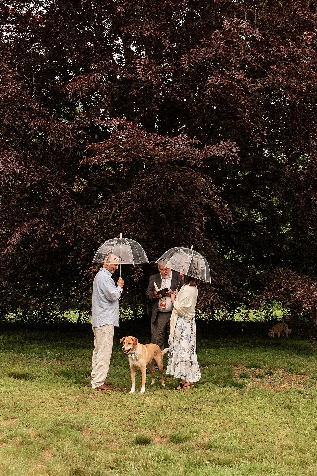dogs crash backyard wedding photography in CT