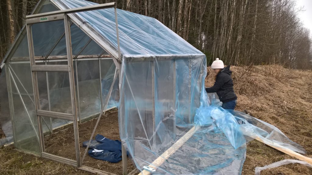 Mari-Johanna muovittaa pientä taimihuonetta