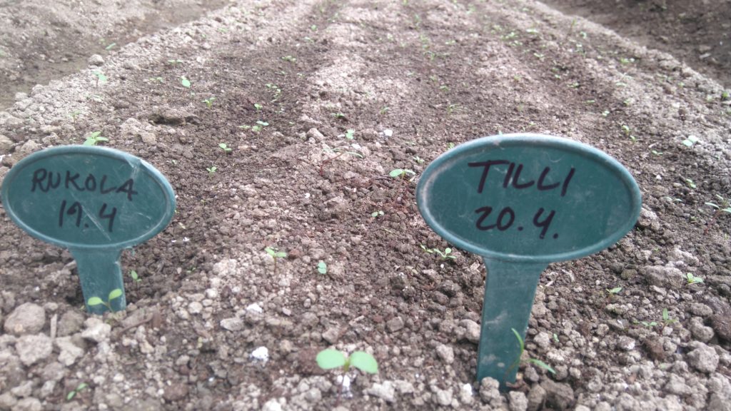 Kausihuoneen tilli & rukolarivit