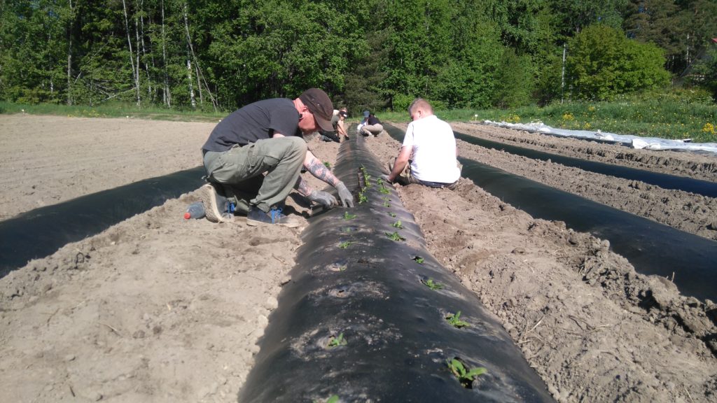 Pinaatin istutusta biokalvopenkkeihin