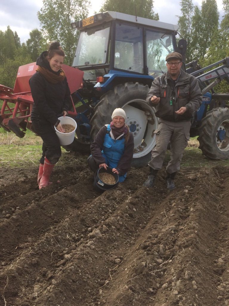 Kuva: Mari-Johanna Rintamäki; Härkäpavun kylvöä Longinojalla: Milja, Heidi & Pentti