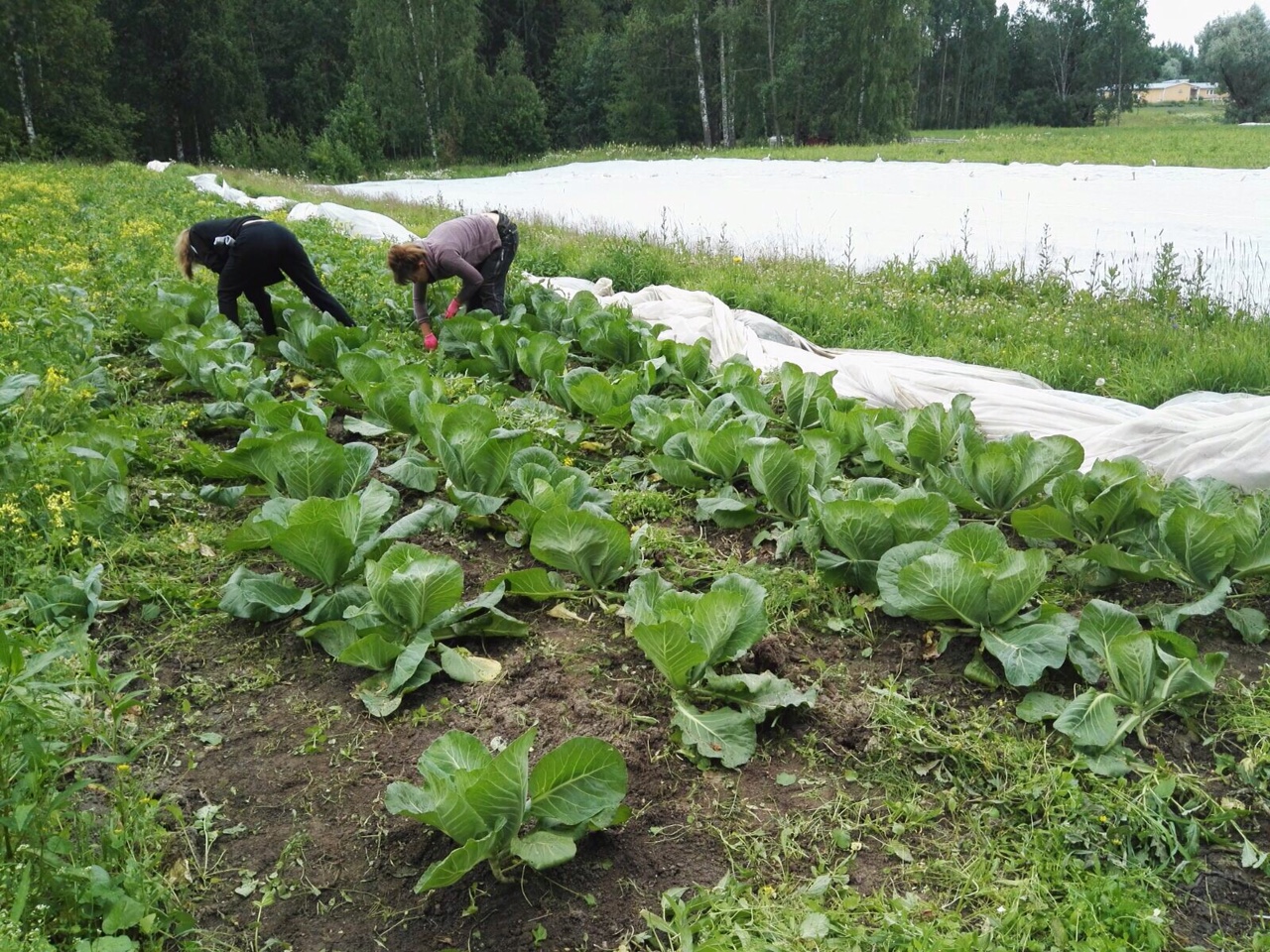 Kaalimaan kitkentää.