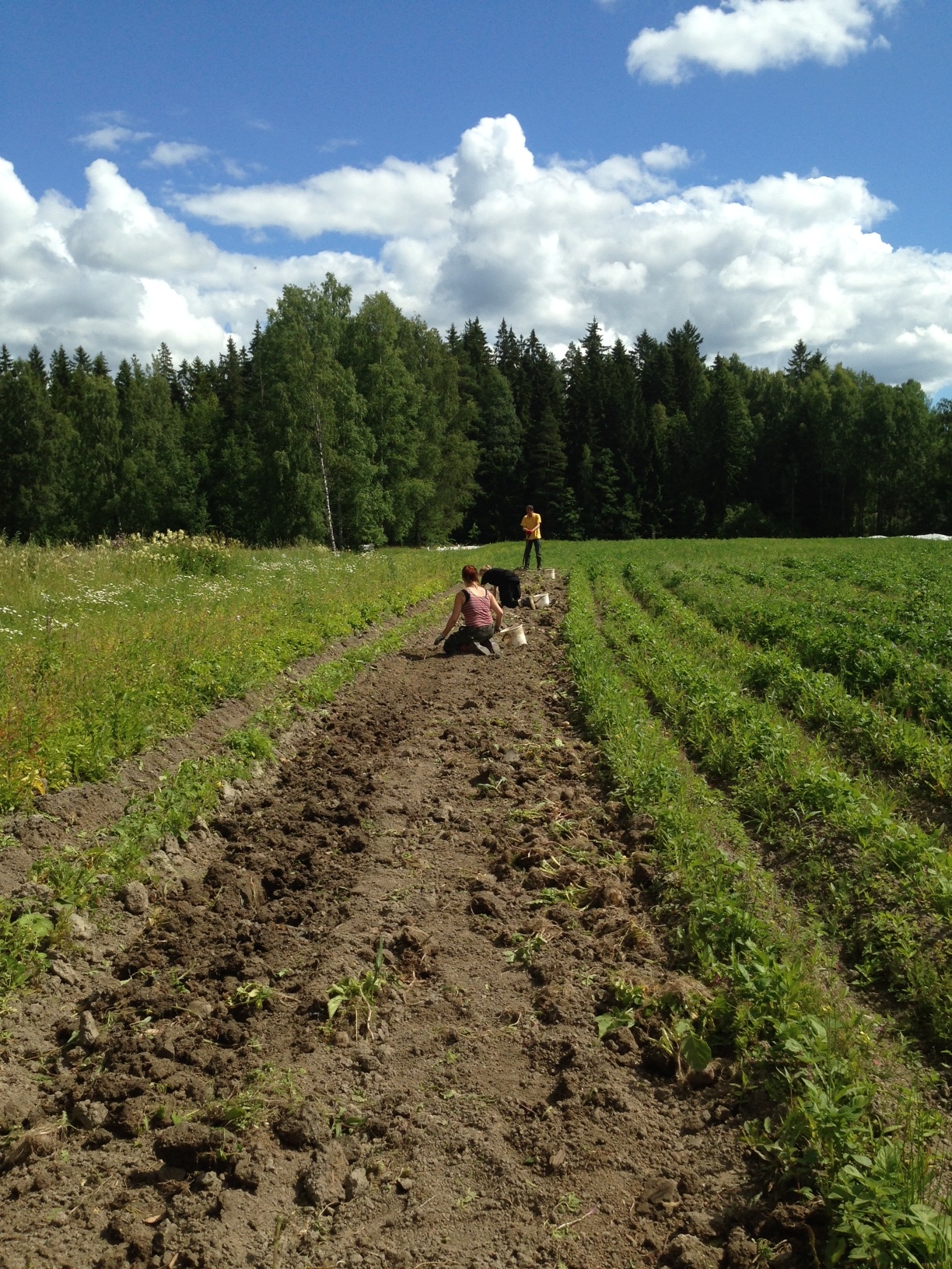 Perunan käsinkeruuta perunan nostokoneen jäljiltä.