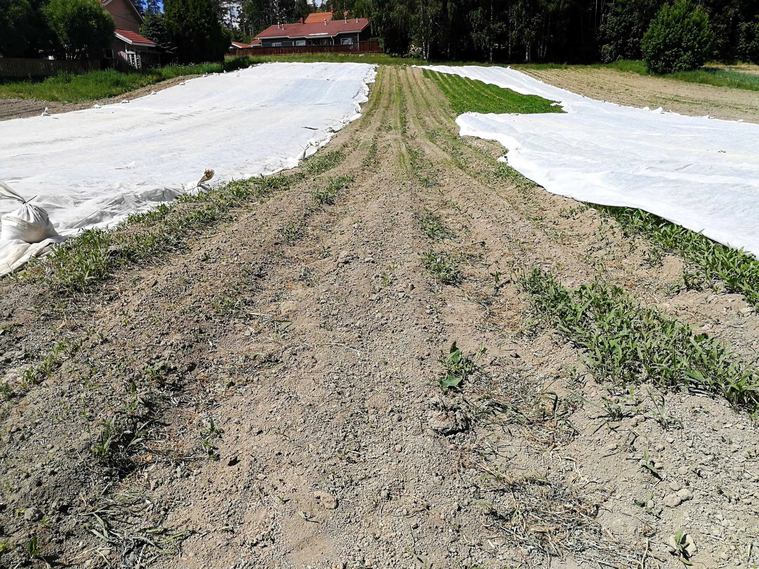 Porkkanamaa talkoiden jälkeen.