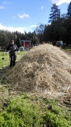 Komposteja hoidetaan pellolla yhteisvoimin, sillä kasvijätteet, aivan kuten lantakompostikin, halutaan saada käyttöön maanparannusaineena tulevina vuosina! Tässä kasvijätekomposti saa kuivaheinäkerroksen kuivikkeekseen.