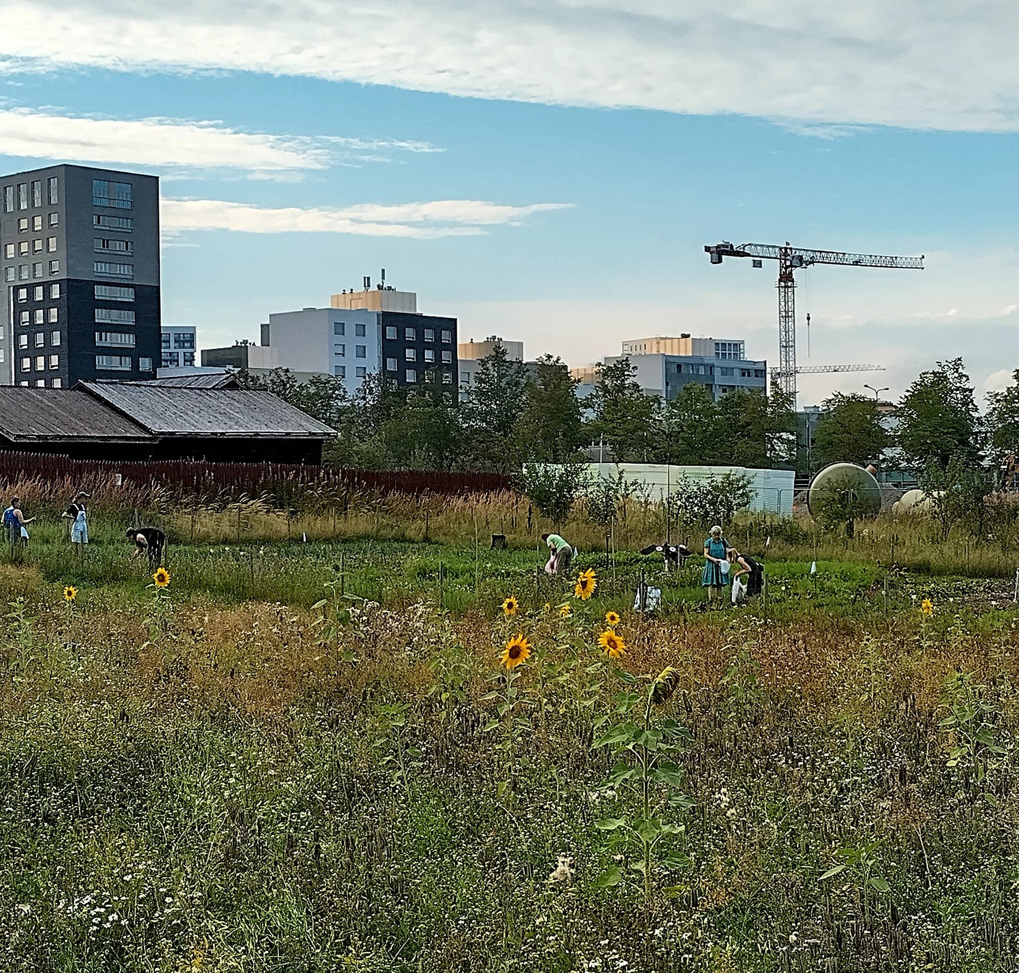 Sadonkorjuumarkkinat la 15.10.2022 klo 11-14