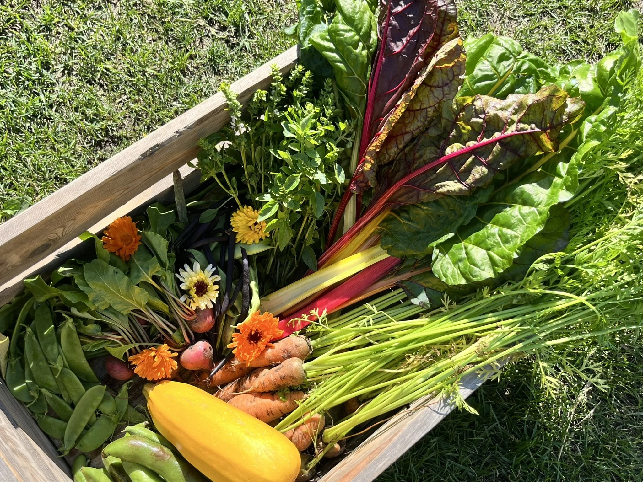 Sadonkorjuuta satokaudella 2024