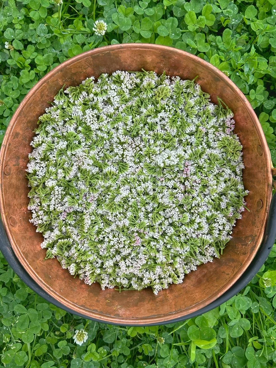 Biodynaaminen viljely &amp; Preparaatit työpaja